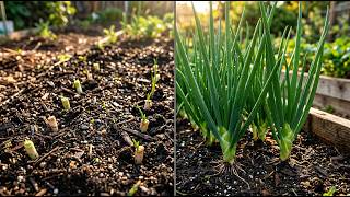 Don't Throw Away Spring Onion Roots! Regrow Unlimited Green Onions at Home