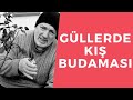 Güllerde Kış Budaması