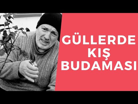 Video: Kışın Güller Nasıl Budanır?