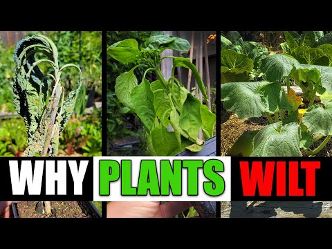 Video: Pot plantele să revină după ofilire?