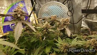 Pink island grown under mars hydro TS-600 ×2 in autopots smart pot xl