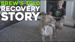 Lick Sleeve Recovery ep 2.01 | Chris + Brew Recover from TPLO Surgery with Lick Sleeve by Lick Sleeve 21,764 views 2 years ago 3 minutes, 41 seconds