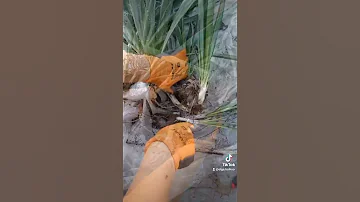 Как разделить ЮККУ садовую