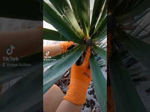 Видео: Разделение растений юкки: узнайте, как разделить юкку