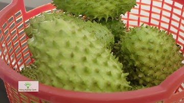 NNS 374 – Nông dân Tiền Giang làm trà mãng cầu  đựng trong bao bì 6 lớp thơm ngon tới 2 năm