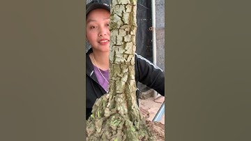 Cây Mẫu Đơn Vàng Một Cốt Giá 5500k zalo 0886923974