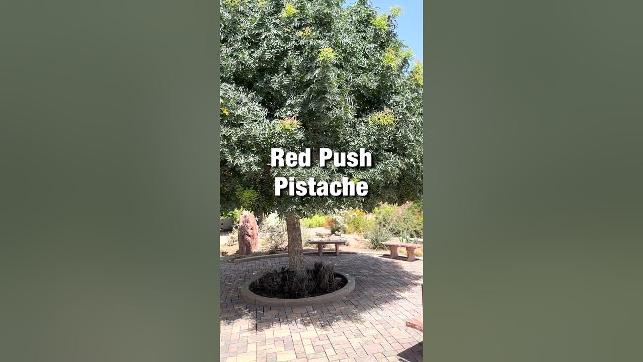 Desert Plant: Red Push Pistache (Pistacia x 'Red Push') 