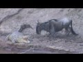 Wildebeest playing Russian roulette with a crocodile!