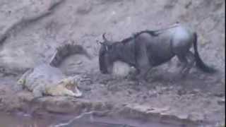 Wildebeest playing Russian roulette with a crocodile!