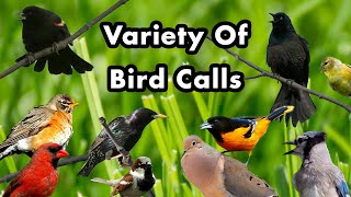 Common Backyard Songbirds - Bird Calls of Ontario - Bird Calls, Songs and Sounds and Chirps