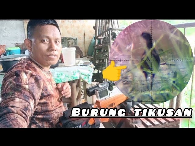 Burung tikusan/ Backyard hunting class=