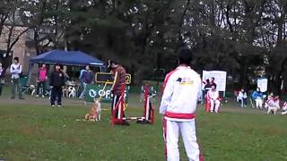 2009/10/17 OPDES はち ノービス1