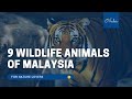 9 Wildlife Animals of #Malaysia for Nature Lovers