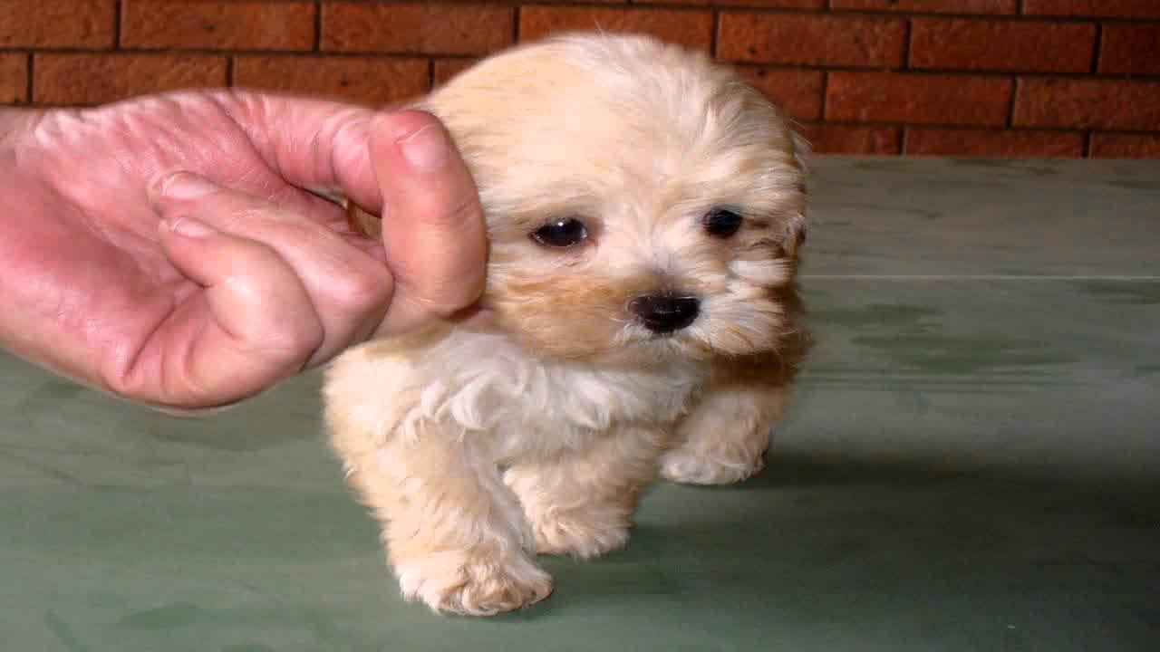 63+ Shih Tzu And Maltese Crossbreed