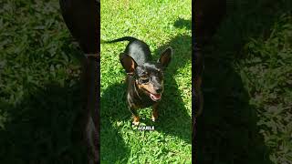 EU POSSO ATE TER UM DIA RUIM #pets #billy #shelby
