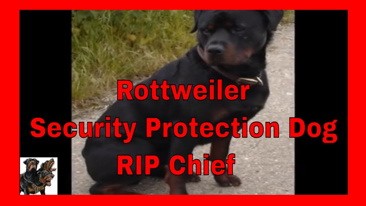 Security Rottie Dog Rottweiler - Security Protection Dog - YouTube