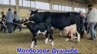 картинка: Молбозори Душанбе Гови ширте гусаладор Букаи Калон,       3 сентября 2025 г.