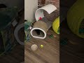 Kittens vs. Annoying Apple: The most fun chase ever!”