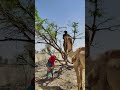 فتاة مجنونة معلقة بشكل غريب داخل شجرة وجمل وصاحبه يراقبانها 