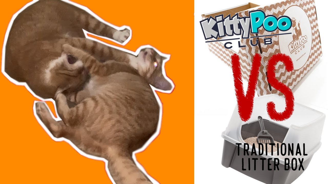 Kitty Poo Club VS Litter Box YouTube