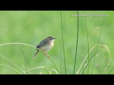 Zitting Cisticola