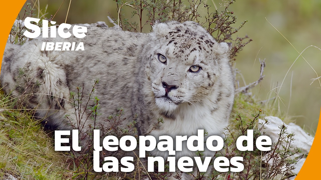 Encuentro con el leopardo de las nieves en un valle secreto | SLICE Iberia | DOCUMENTAL COMPLETO