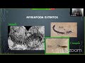 Miriapodos II : Clasificación y características por grupos   #biodiversidad #entomologia