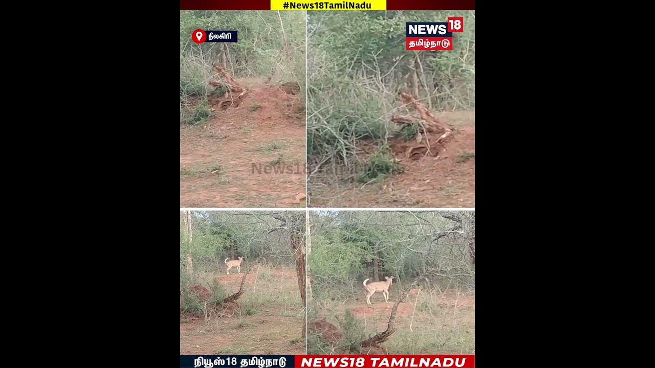 Deer | நேருக்கு நேர் எதிர்கொண்ட புள்ளிமானை வேட்டையாட முடியாமல் சென்ற செந்நாய் | N18S