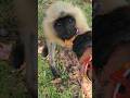 Bandar ka pyar sabse alag 💕#MonkeyLove 🐒❤️ #BandarKaPyar #CuteMonkey #MonkeyMoments #AnimalLove