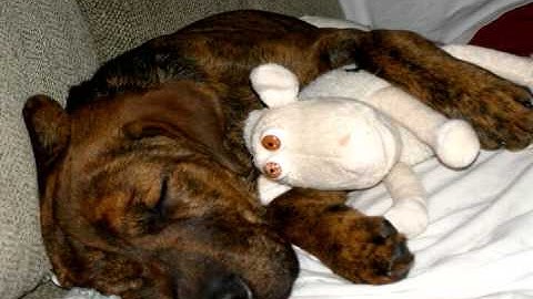 Universal Robotics Neocortex Learns Random Mixed Depalletization