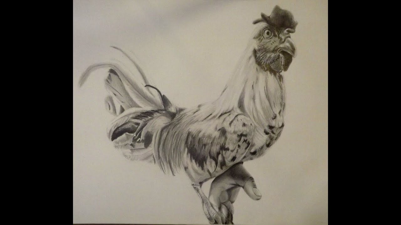 Como Dibujar un Gallo real - thptnganamst.edu.vn