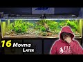 1,000 *shrimp* INTO MONSTER 480 AQUARIUM (16 months later...)