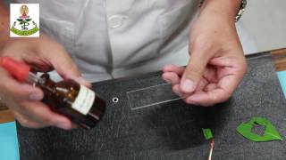 EP 2 2 leaf cross sectioning technique