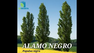 Alamo negro Populus nigra es un árbol de gran belleza y versatilidad