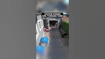 Coyote chases little girl through yard of Oregon home