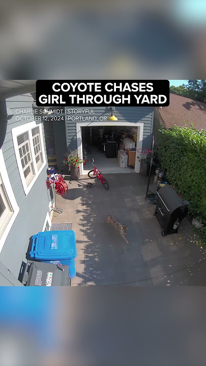 Coyote chases little girl through yard of Oregon home