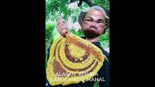 Kasiat Madu