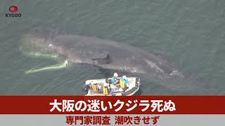 大阪の迷いクジラ死ぬ 専門家調査、潮吹きせず