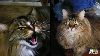 How Do You Like Meow: Barnabus | My Cat From Hell How Do You Like Meow: Barnabus | My Cat From Hell