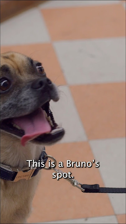 Things Malcolm will do for Bruno’s turkey meat… bodega problems #bruno #itsbruno