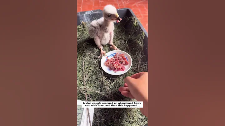 Rescue Hawk Cub #animals #wildliferescue #lovestory #rescue #wildlife #animalrescue#birds #hawk thumbnail