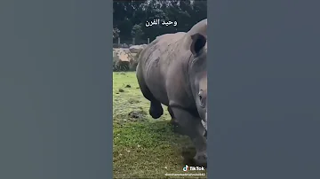 شاهد جمال وحيد القرن 