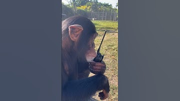 Chimpanzee on the walkie talkie