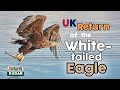 REWILDING BRITAIN - UK Return of the White Tailed Eagle