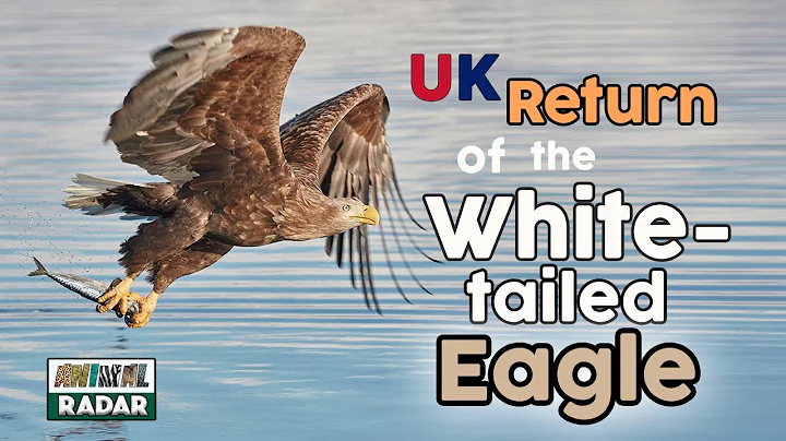REWILDING BRITAIN - UK Return of the White Tailed ...