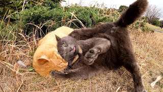 猫のプロレス対決！ロシアンブルーvs茶トラ猫