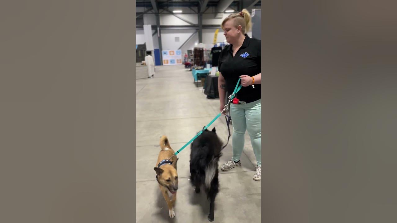 Best way to walk two dogs without tangles YouTube