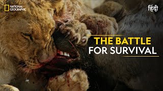 The Battle for Survival | Savage Kingdom | हिन्दी | Full Episode | S1E3 | Nat Geo Wild