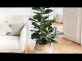 DECORA CON PLANTAS Y PURIFICA EL AIRE DEL HOGAR @DECO IDEAS #decoracion #interiores #plantas