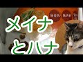 愛猫にモンプチ ナチュラル 白身魚とチキンの贅沢【2019.4.10】